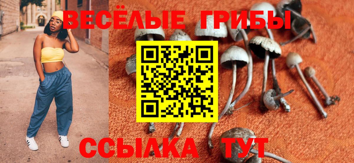Псилоцибиновые грибы Cubensis Городец
